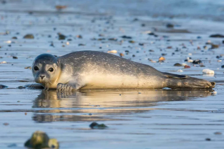 The Seal